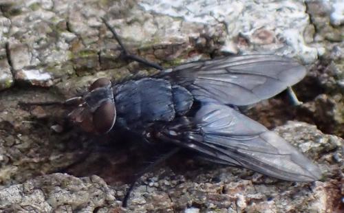 Réf. 202 849 : Calliphora vicina